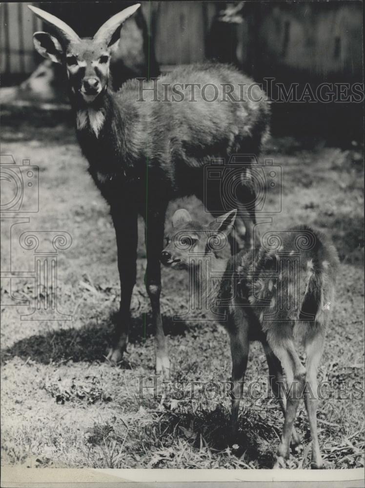 1983 Press Photo Mother and Baby Antelope at Czechoslovakia&#39;s Gottwaldo Zoo - Historic Images