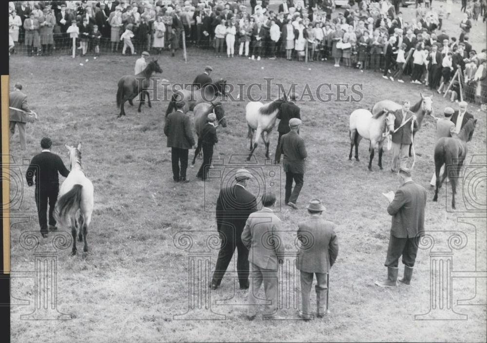 Press Photo Horse Show in Clifton, Ireland. - Historic Images