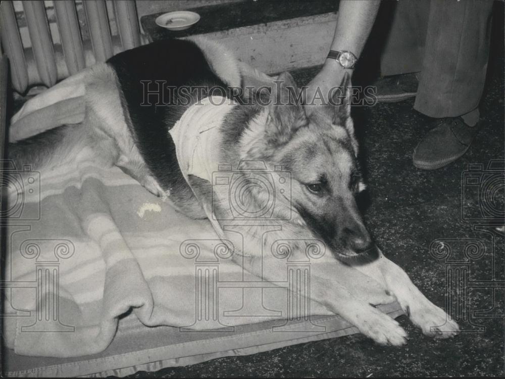 1966 Press Photo Atome&quot; German Shepard Received Knife Wounds Defending Master&quot; - Historic Images