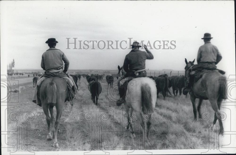 Press Photo Gauchos Herding Cattle near Pehuajo, Argentina. - Historic Images