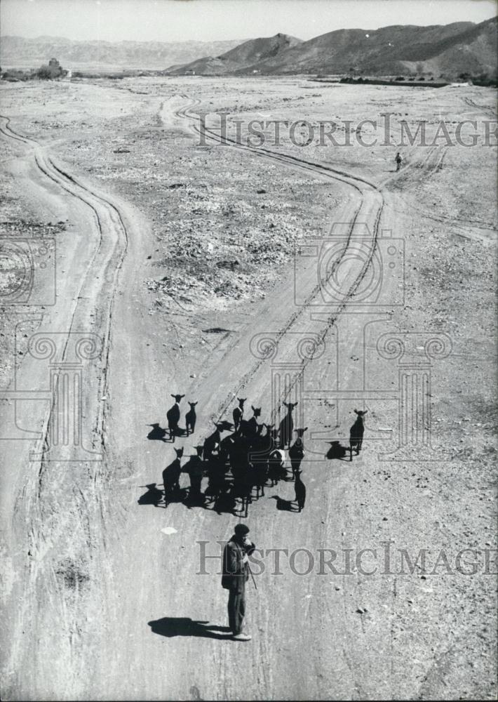 1967 Press Photo Goats in Andalusian Mountains. Spain. - Historic Images