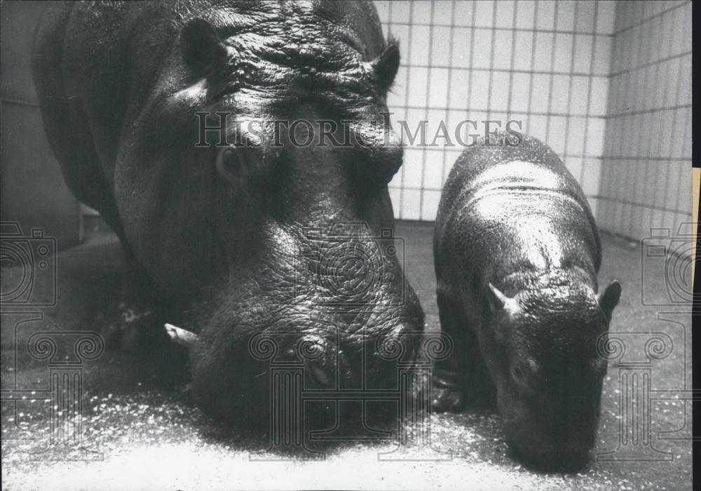1969 Press Photo Rhinoceroses at Frankfurt Zoo. Baby Rhinoceros. - Historic Images