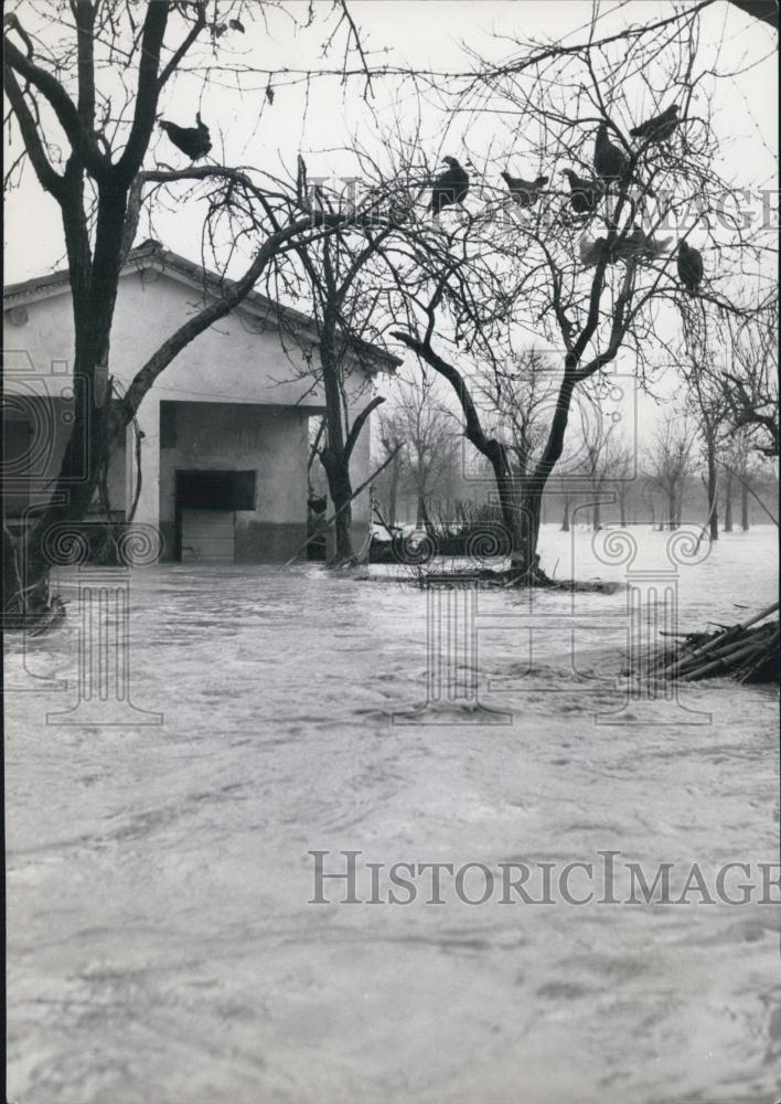 Press Photo Hens Roost in Trees of a Flooded Farm - Historic Images