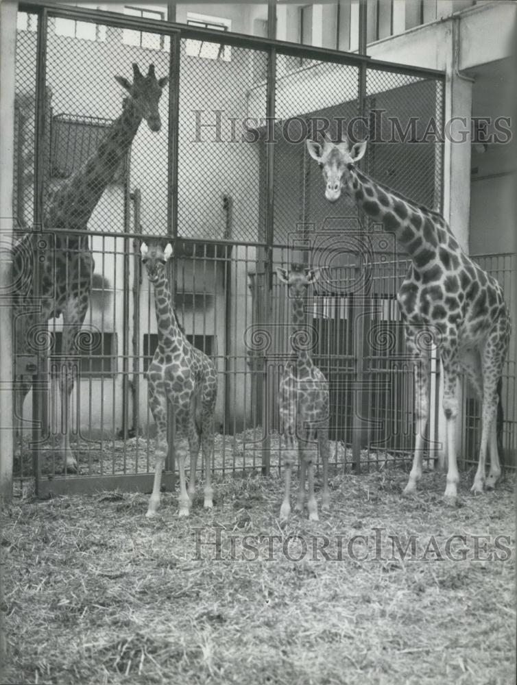 1960 Press Photo Mother and Father Giraffe with Twin Babies - Historic Images