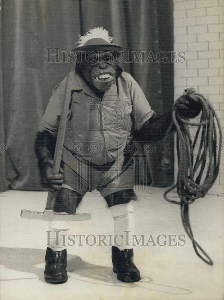 1969 Press Photo Burton the chimpanzee for filming "The Pope" - Historic Images