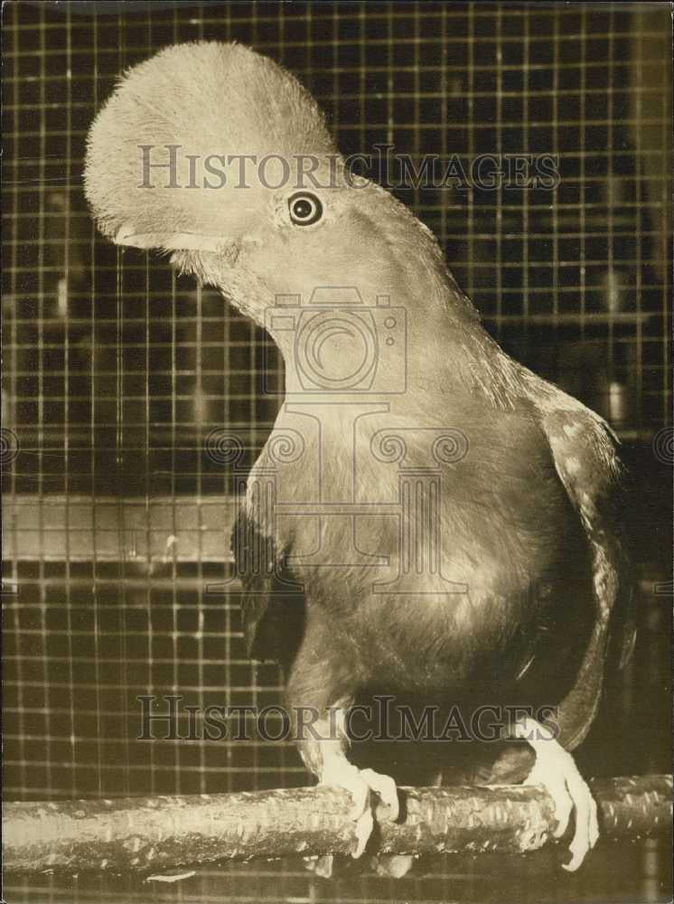 1973 Press Photo A bird of the Miller's species on exhibit - Historic Images