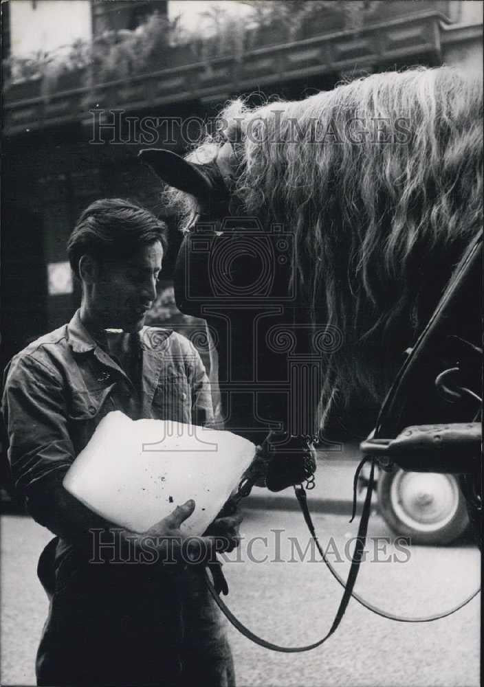 1956 Press Photo Man giving ice to horse during the Paris heatwave - Historic Images