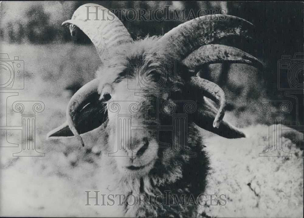 1983 Press Photo A ram specimen displays his extra horns - Historic Images