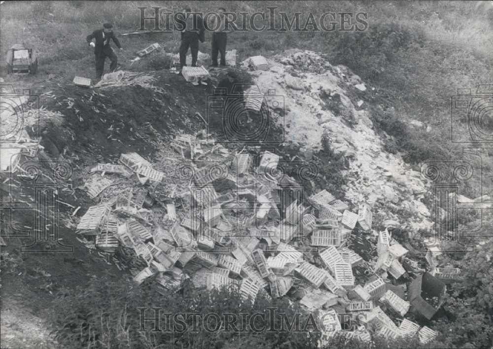 1960 Press Photo Over 5 tons of carrots on hillside after an truck accident - Historic Images