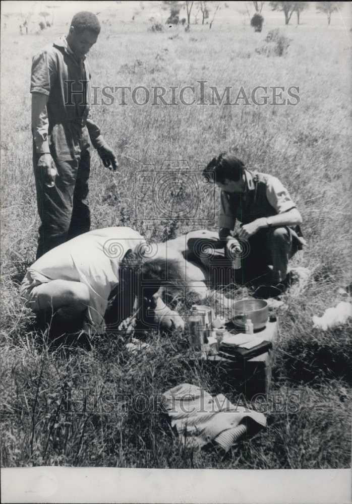 Press Photo Veterinarian Makes Incision in Wounded Animal - Historic Images
