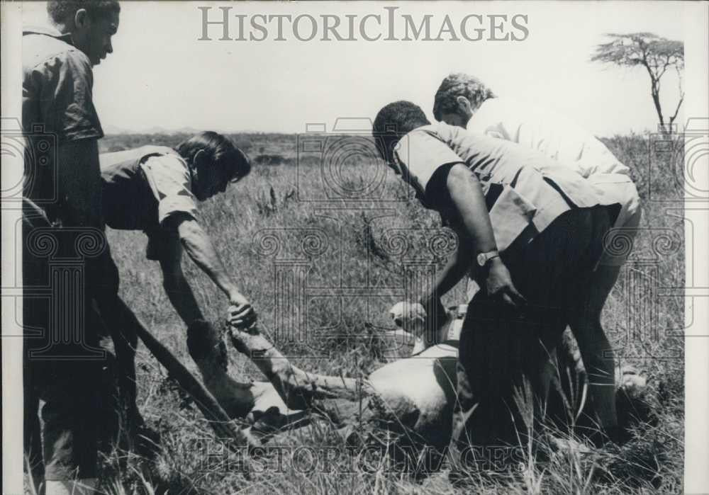 Press Photo A vetrinarian &amp; assistants with a lion - Historic Images