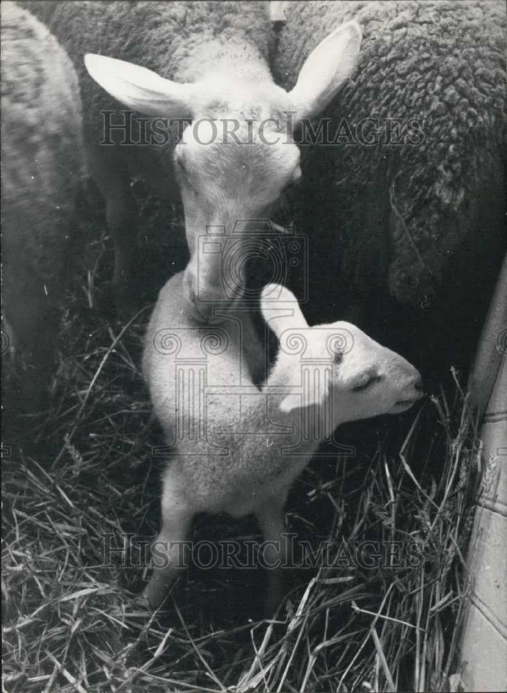 Press Photo Baby Lamb And Mother at Agriculture Fair - Historic Images