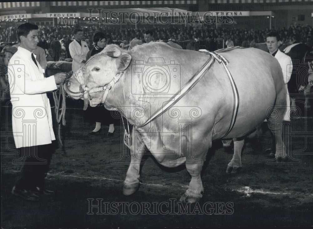 1966 Press Photo International Agriculture show, prize bull on show - Historic Images