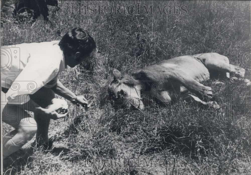 Press Photo vetrinarian & assistants give a checkup to a lion - Historic Images