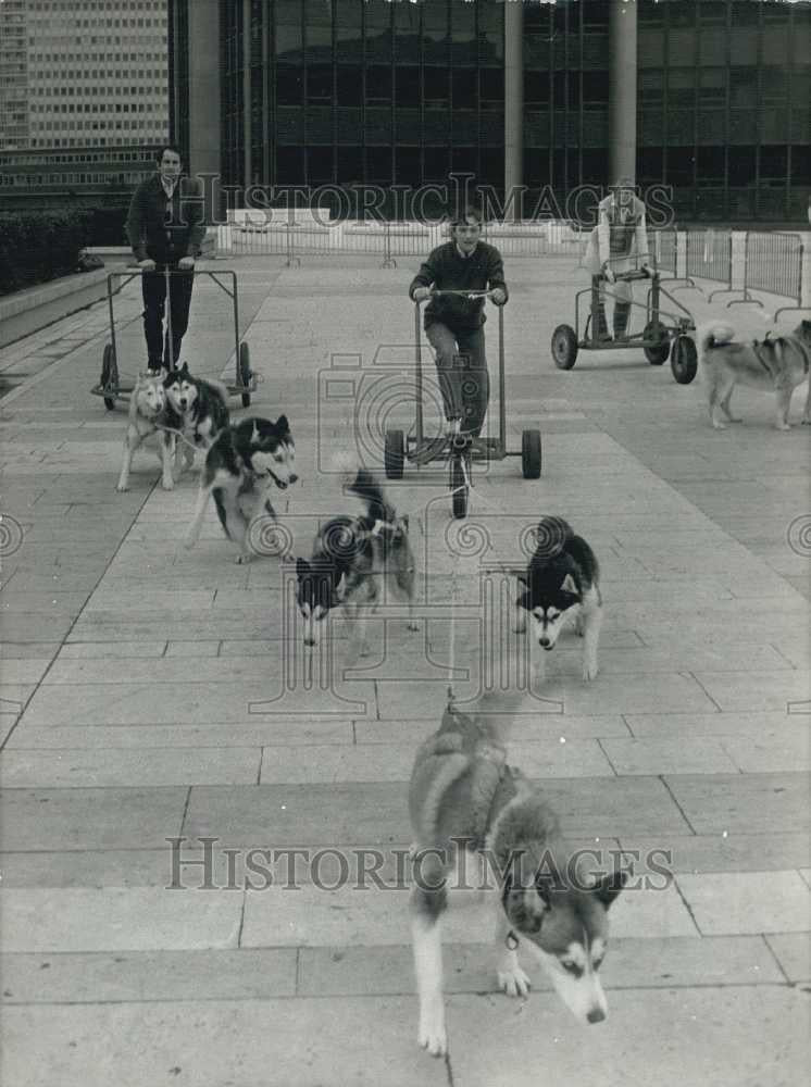 1981 Press Photo Demonstration of Huskie dog sled training in Montparnasse - Historic Images