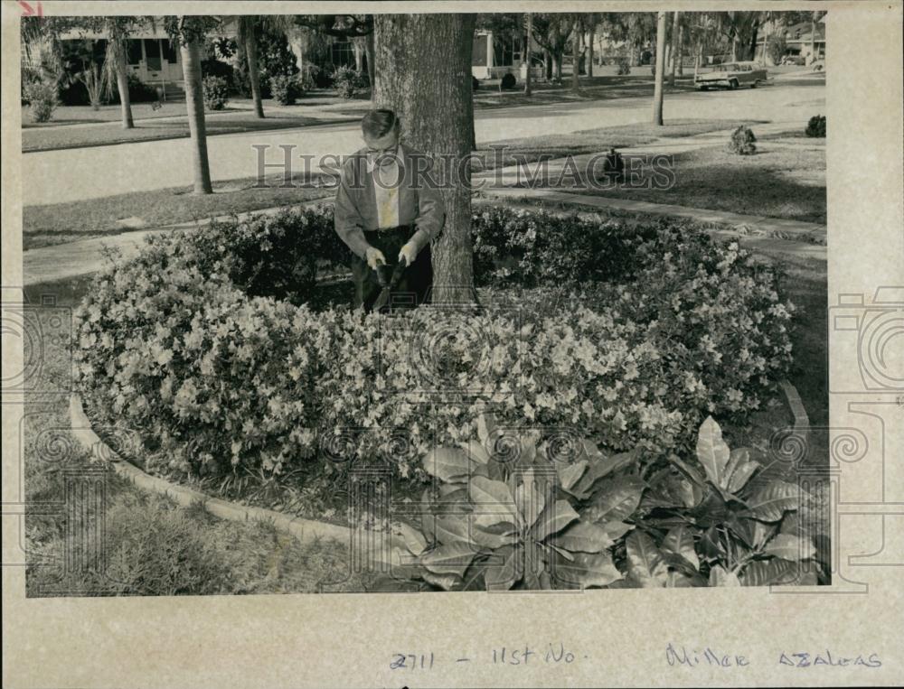 1968 Press Photo CE Miller tend azalea flowers in his Florida yard - RSL68677 - Historic Images