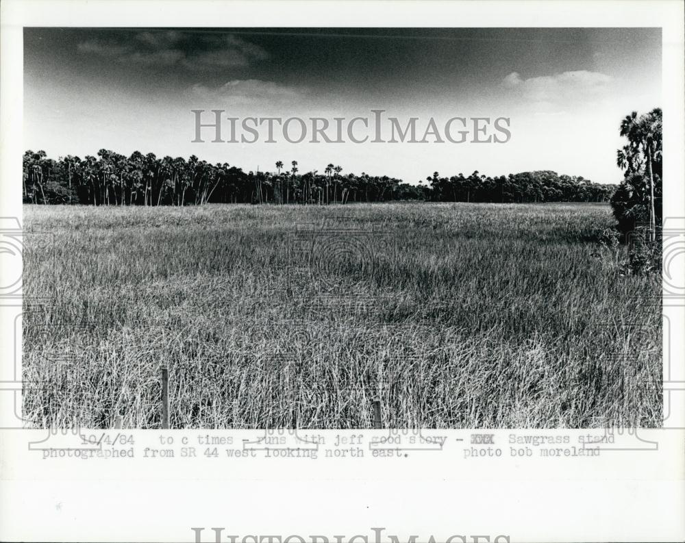 1984 Press Photo Sawgrass Piner Cone Landing SR44 West looking North East - Historic Images