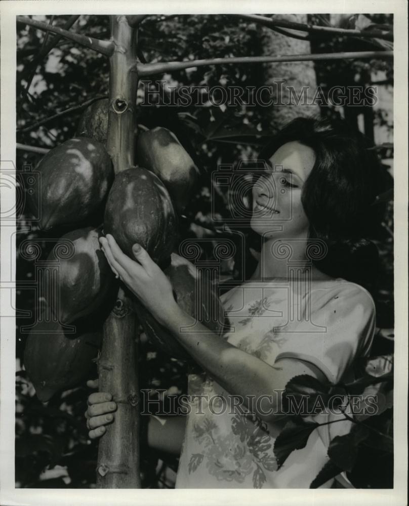 1964 Press Photo Marsha Pardee Tends To Her Fruit Crop - RSL95233 - Historic Images