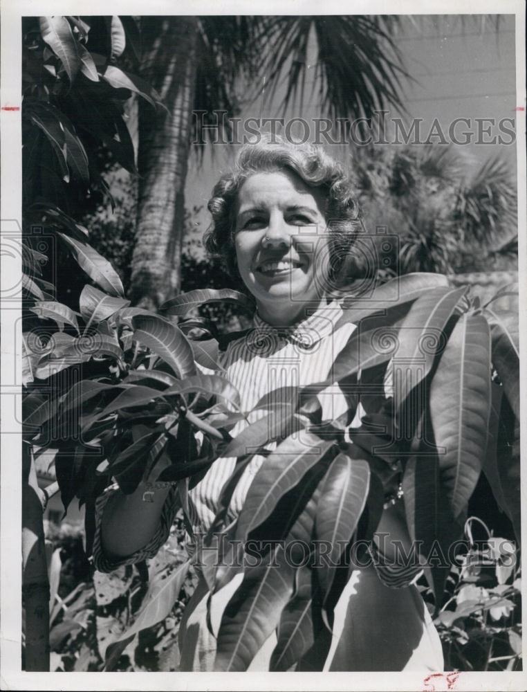 1959 Press Photo Mrs Arthur D Miller Holds Healthy Lascell Mango Tree Leaves - Historic Images