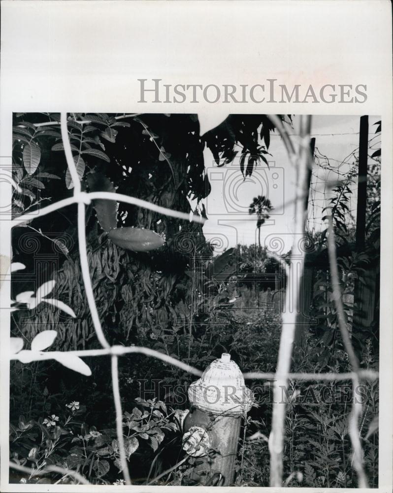 1965 Press Photo Fire Hydrant surrounded by weeds and fenced at Bradenton - Historic Images