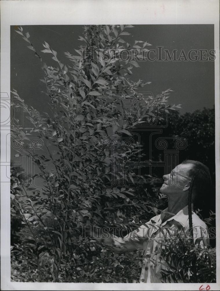 1959 Press Photo David Etherington and his unusual elm tree - RSL94273 - Historic Images