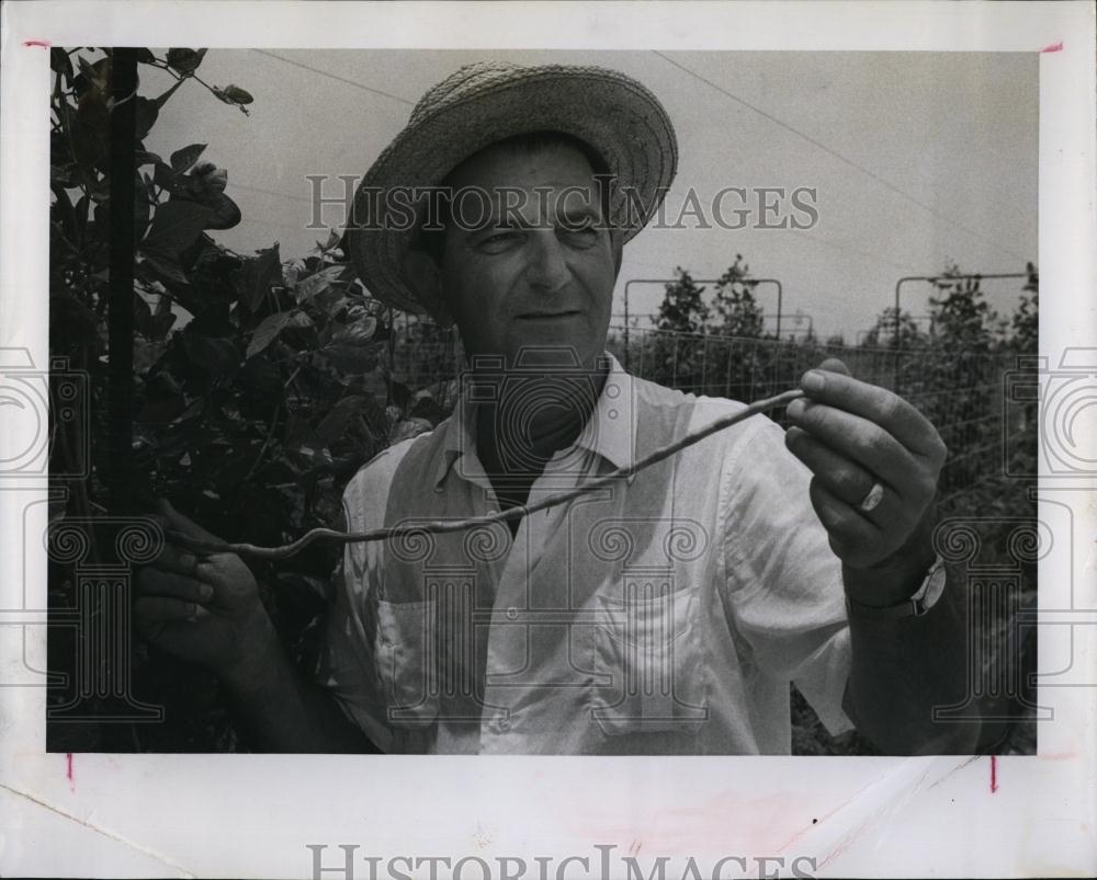 1962 Press Photo S R Sy Robins, Lehigh Acres Farm, String Beans - RSL99989 - Historic Images