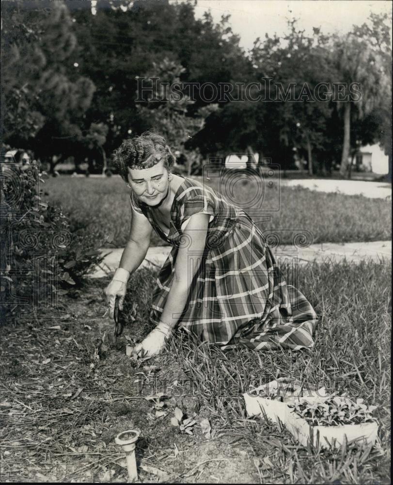 Press Photo Mrs C P Millard - RSL64151 - Historic Images