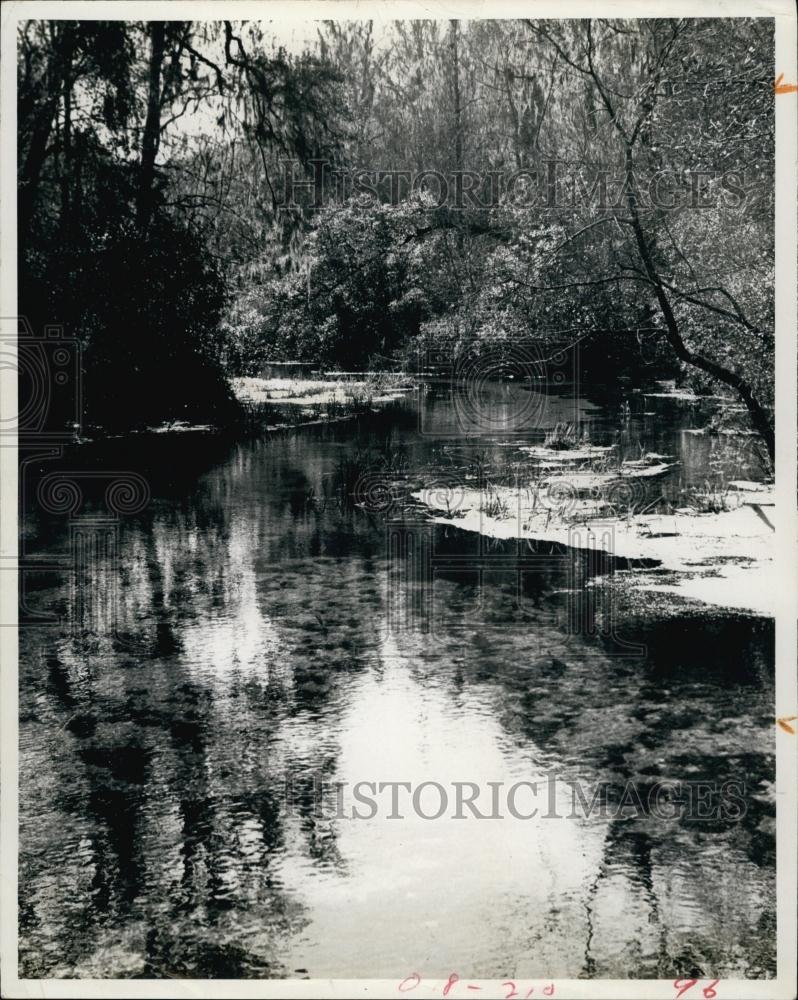 1979 Press Photo Ichetucknee River trees and river banks - RSL64957 - Historic Images