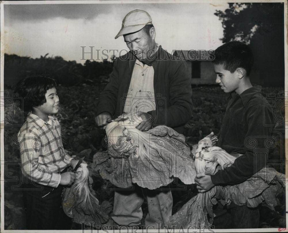 Press Photo Charley, Eastern, And Nancy Tin, Chinese Green Mustard Plant, Farm - Historic Images