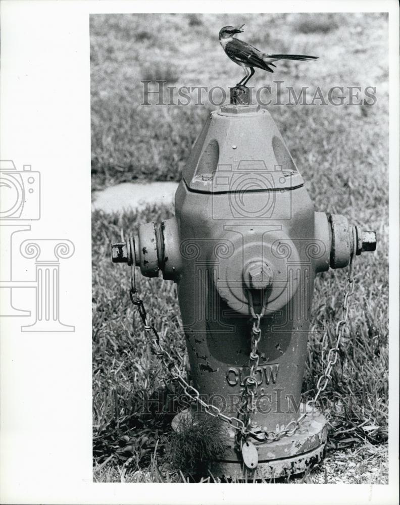 1987 Press Photo Bird stands on top of a Fire Hydrant - RSL64679 - Historic Images