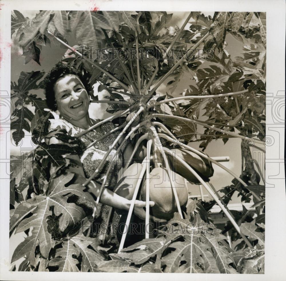 1960 Press Photo Large Papaya Fruit From Garden, Mrs Allen L Sabin - RSL65603 - Historic Images