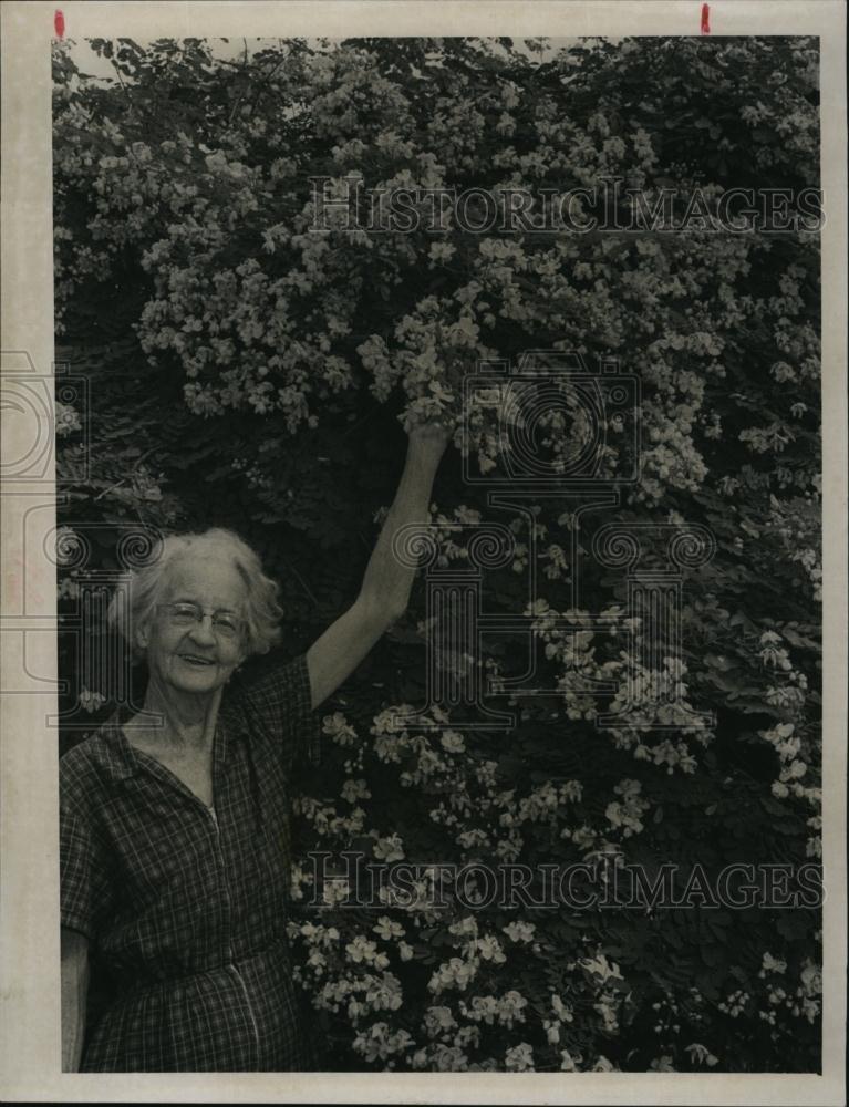 1966 Press Photo Mrs Myrtle Willis &amp; her Acacia tree in bloom - RSL93785 - Historic Images