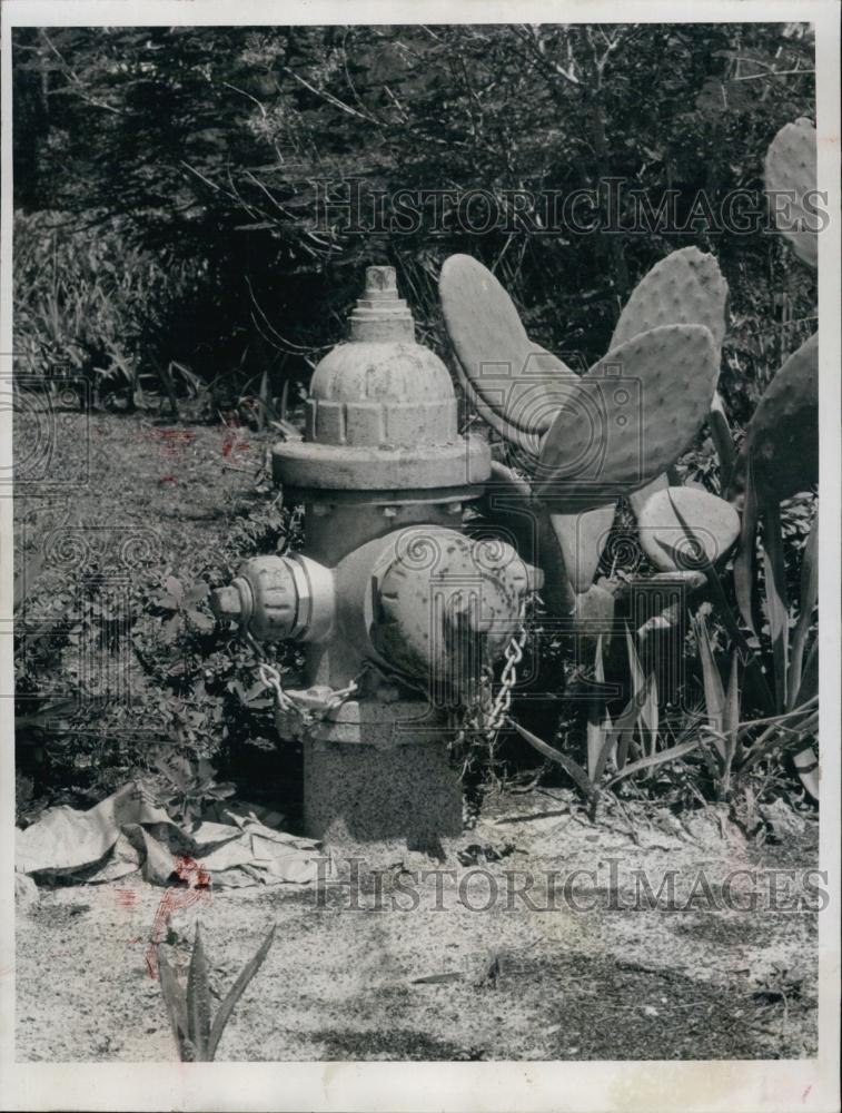 1960 Press Photo Fire Hydrants beside a camouflage Cactus - RSL64695 - Historic Images