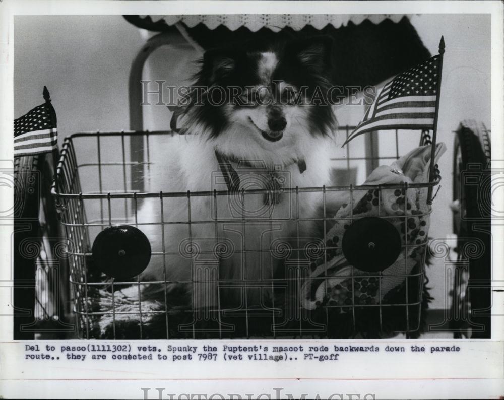 1983 Press Photo Veterans Day parade in St Petersburg, Florida Spunky the dog - Historic Images