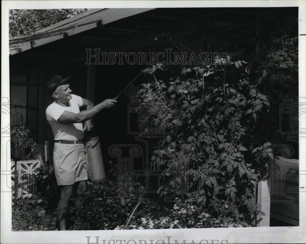 1979 Press Photo Norman Traver Vitamin Fed Tomato Plant Nearly 10 Feet Tall - Historic Images