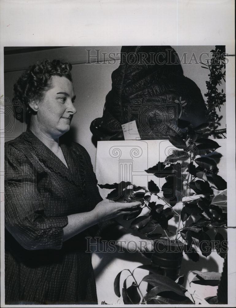 1978 Press Photo Mrs CO Thompson Displaying Local Plants Exhibit At VFW Hall - Historic Images