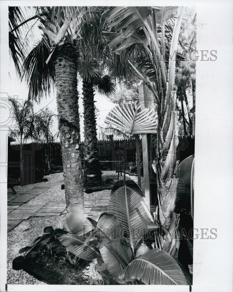 1981 Press Photo Seahorse Restaurant Landscaped patio for dining St Petersburg - Historic Images