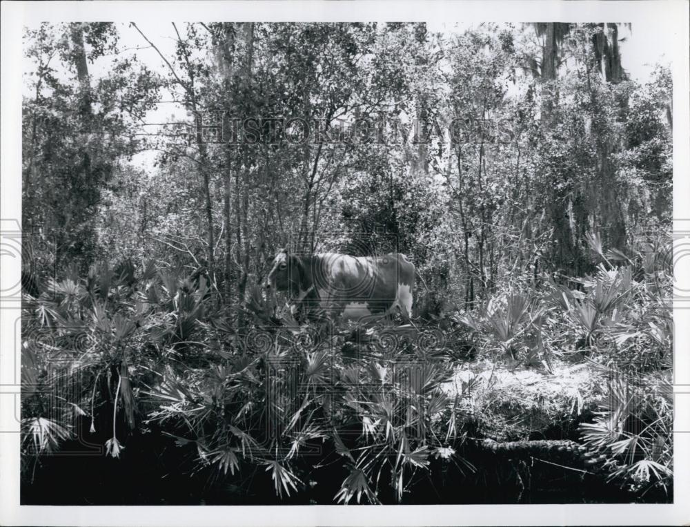 Press Photo Cow at Anclote River marshes in state of Florida - RSL69125 - Historic Images