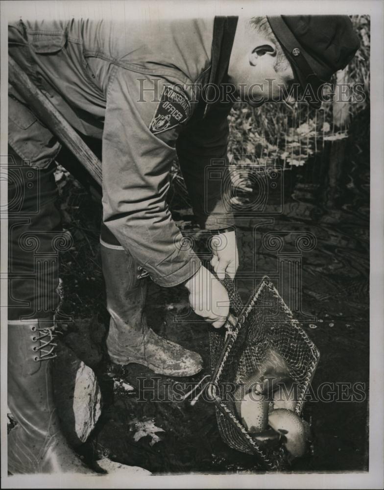 1954 Press Photo Gordon Smith, Massachusetts Conservation Officer, Trout - Historic Images