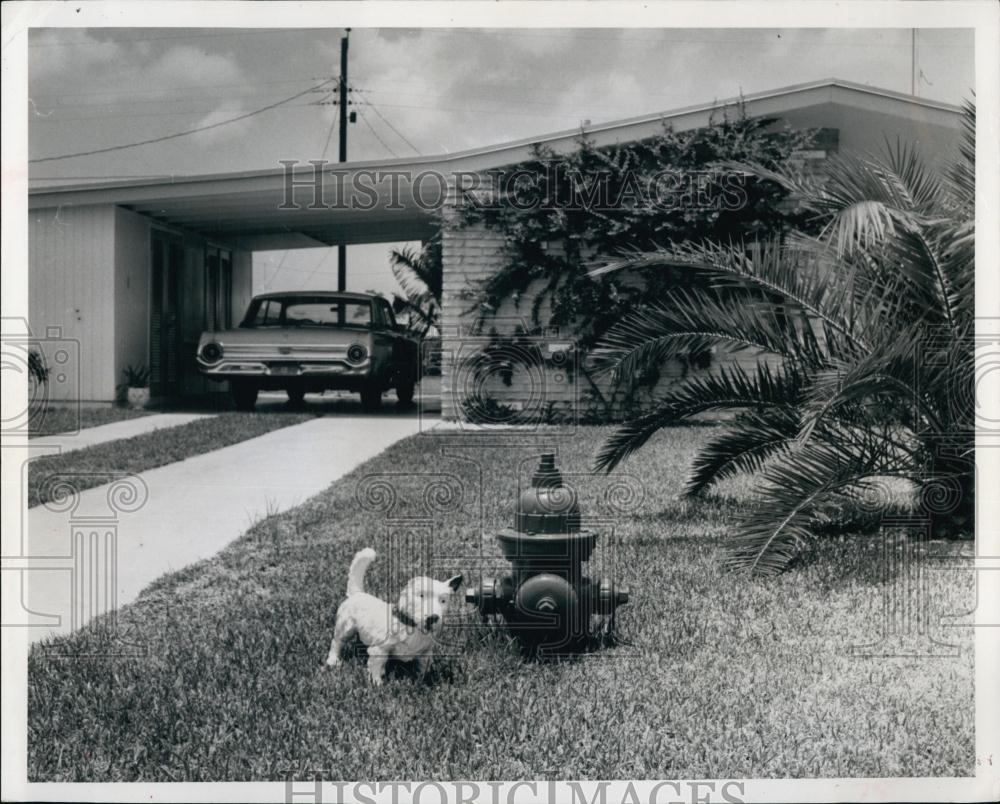 1964 Press Photo Toy dog on a Florida lawn at a fire hydrant - RSL69487 - Historic Images