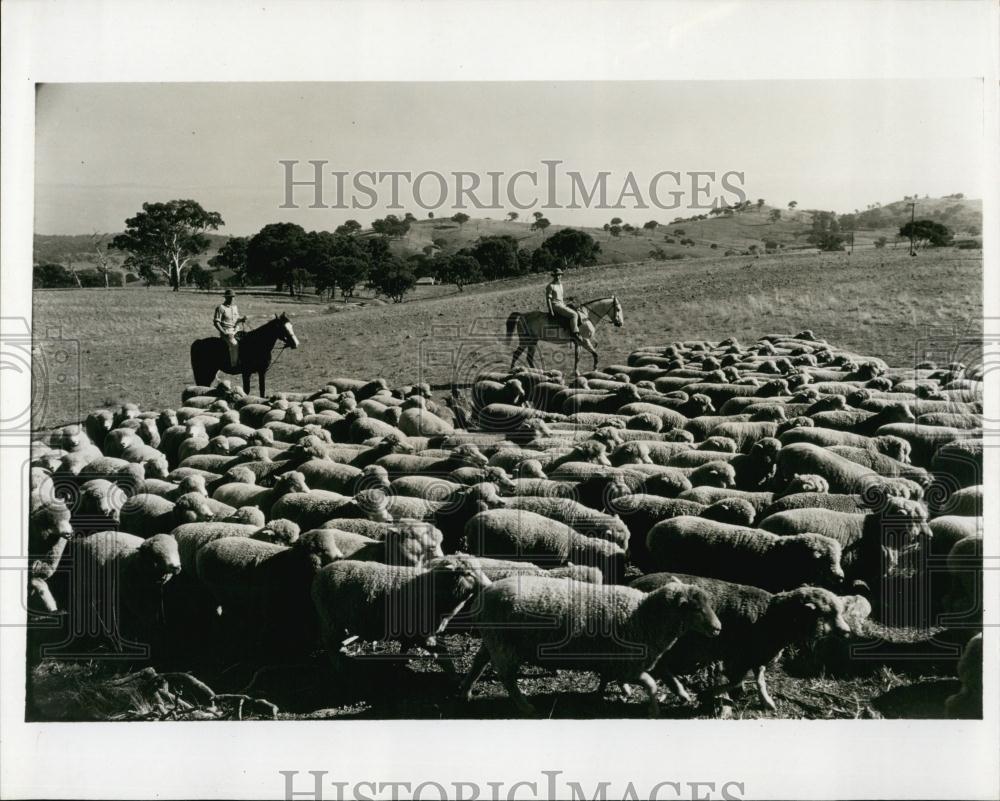 1966 Press Photo Horsemen muster flock of sheep in a ranch in Sydney Australia - Historic Images