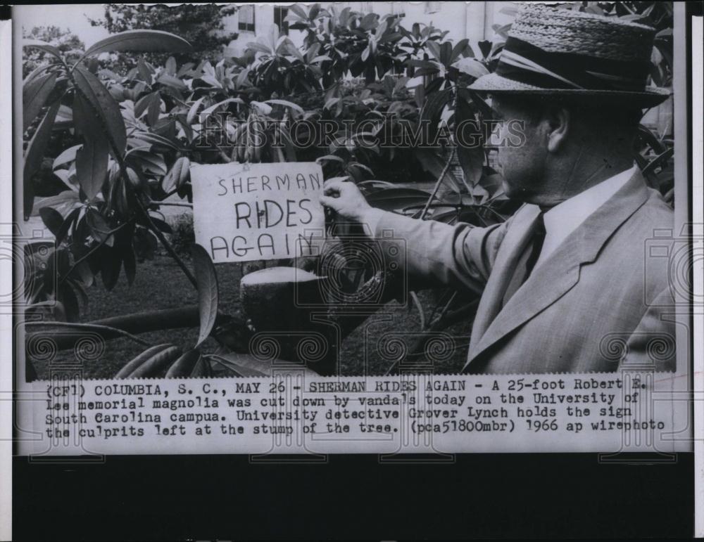 1966 Press Photo SC U detective Grover Lynch &amp; vandalized magnolia tree - Historic Images