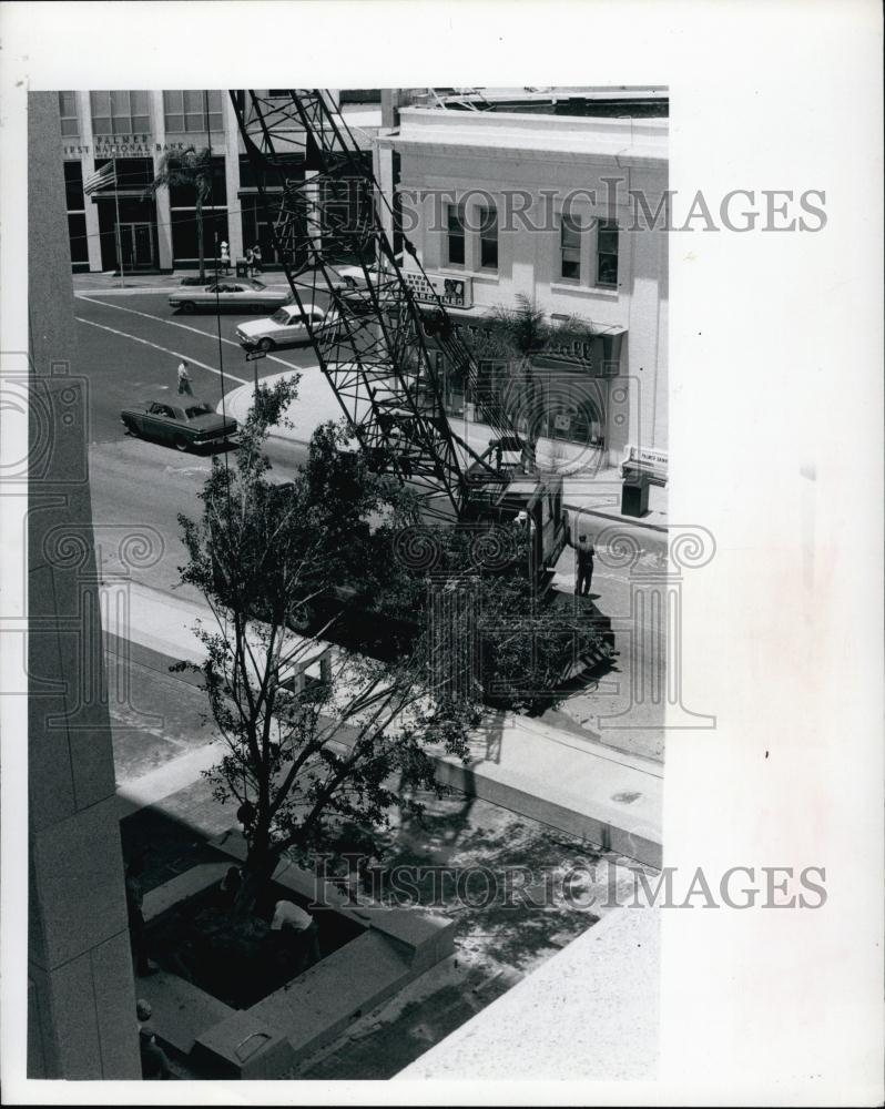 1972 Press Photo Tress Planted at First Federal Savings &amp; Loan Asssociation - Historic Images