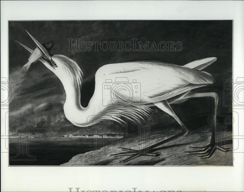 1993 Press Photo Great Blue (White) Heron Painting John James Audubon Boston - Historic Images