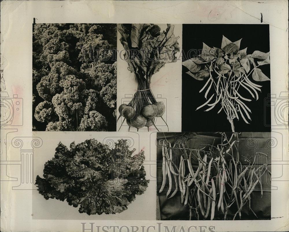 1966 Press Photo Mustard, Ruby Queen Beet, Pearlgreen Snapbean, Ruby Lettuve==ce - Historic Images