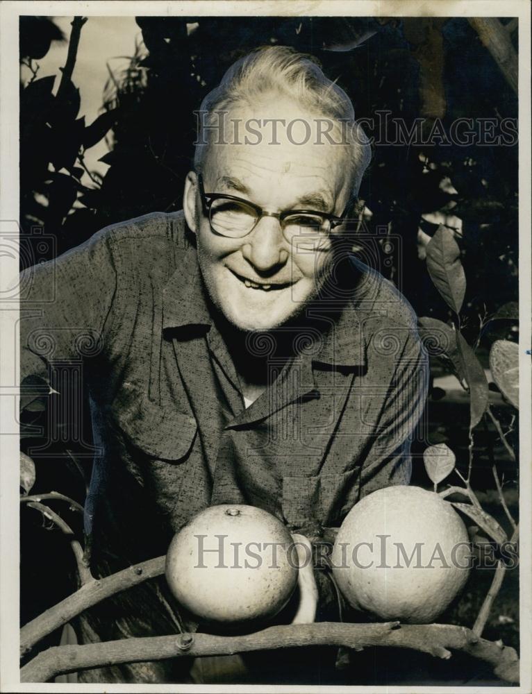 1955 Press Photo Julian Monro Grows Orange as Large as Grapefruit - RSL63781 - Historic Images