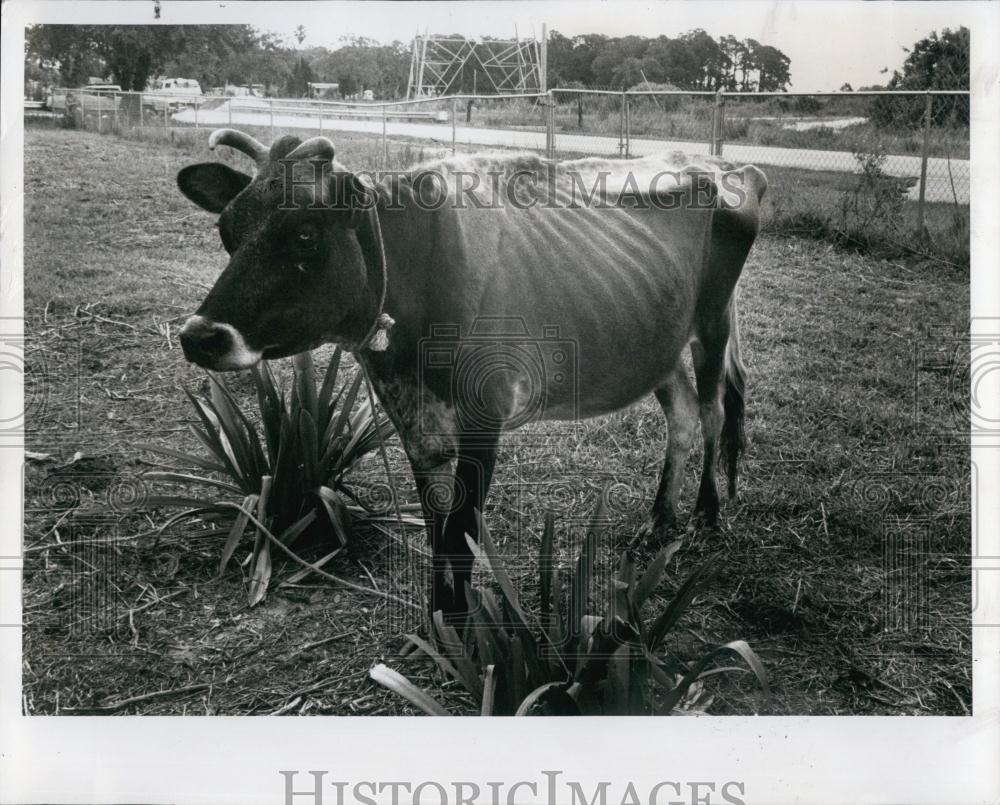 1979 Press Photo a cow from a mistreated menagerie of animals at 1550 Donegan - Historic Images