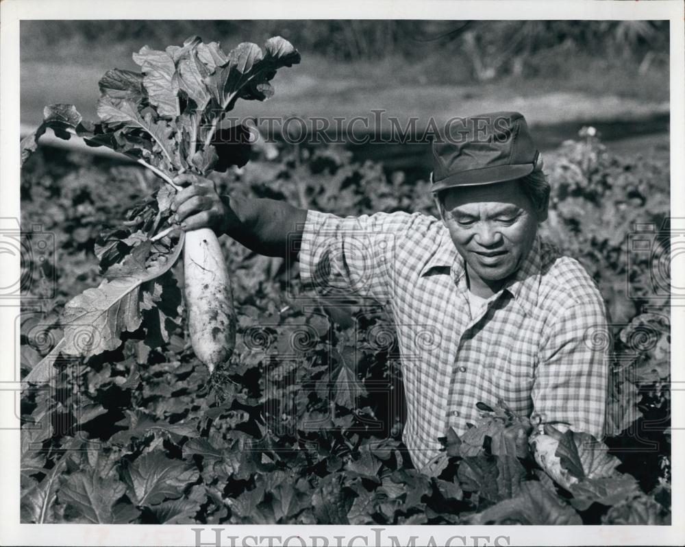 1976 Press Photo Chinese farmer of radishes Jung Luck on his Florida farm - Historic Images
