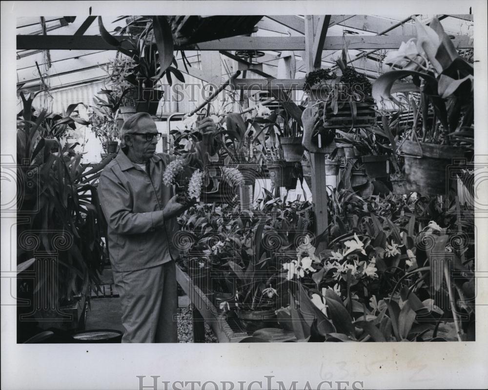 1977 Press Photo Leo Traylor&#39;s Cattleyas and specialty plants - RSL99307 - Historic Images