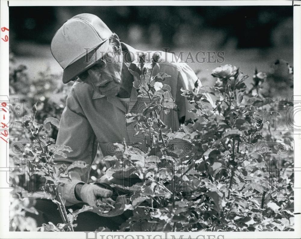 1981 Press Photo George Sturgeon working in his rose garden - RSL66583 - Historic Images